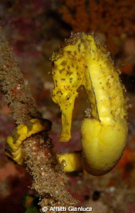 sea horse by Afflitti Gianluca 